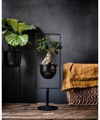 Bonsai Ayaklı Siyah Saksıda 55 cm